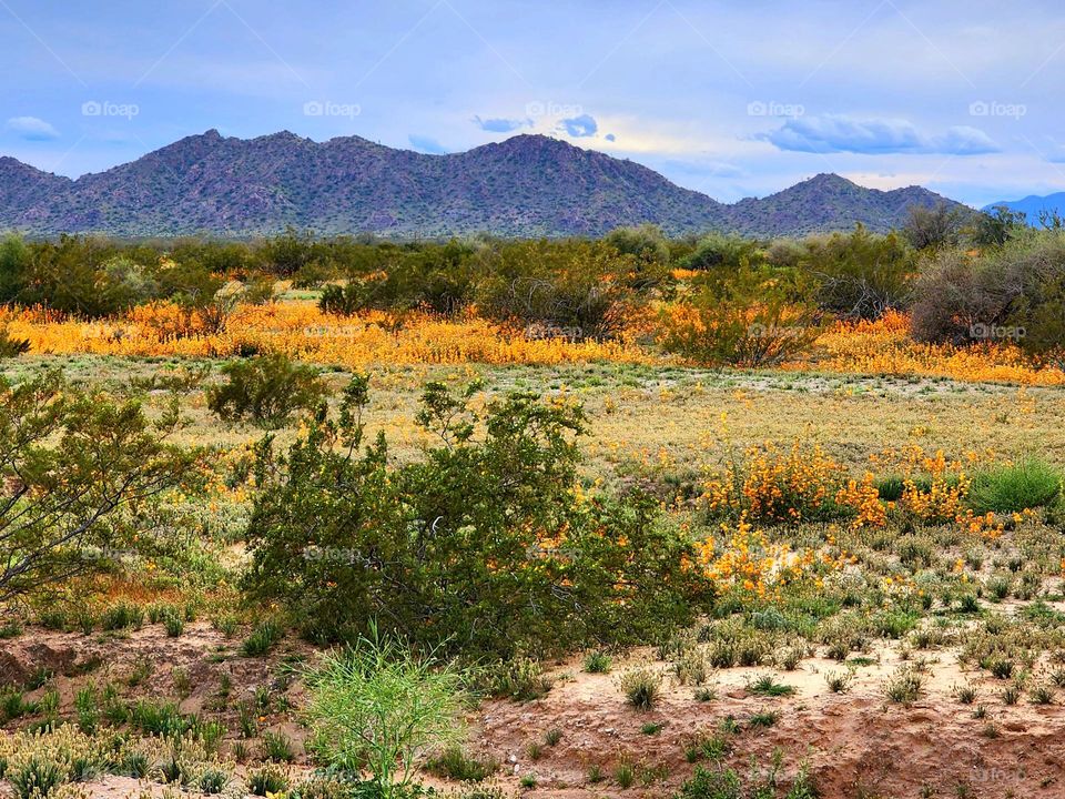 A early Spring wildflower bloom in Arizona is the result of an exceptional winter that brought much needed drought relief