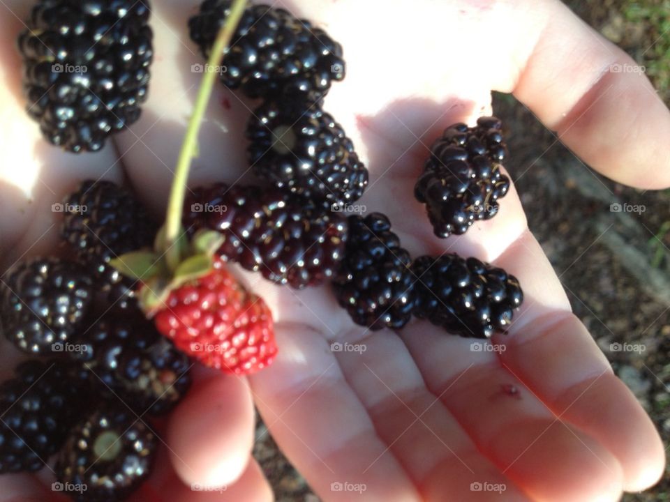 Blueberries 