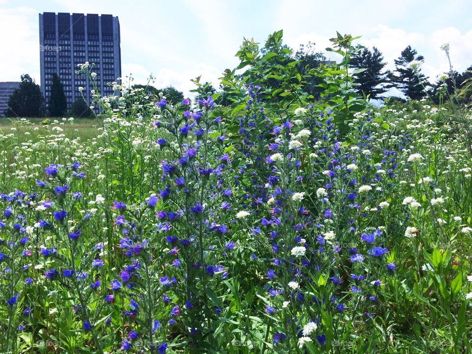 Field flowers 