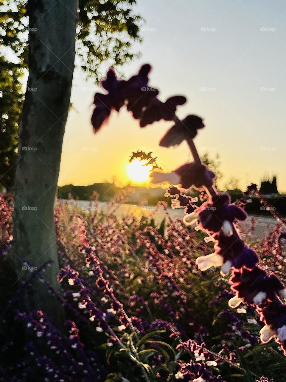 Mexican Bush Sage ‘Round the Sun