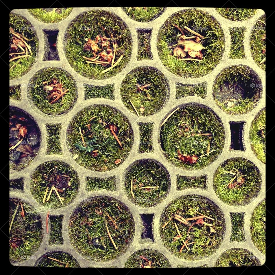 Mossy circles!