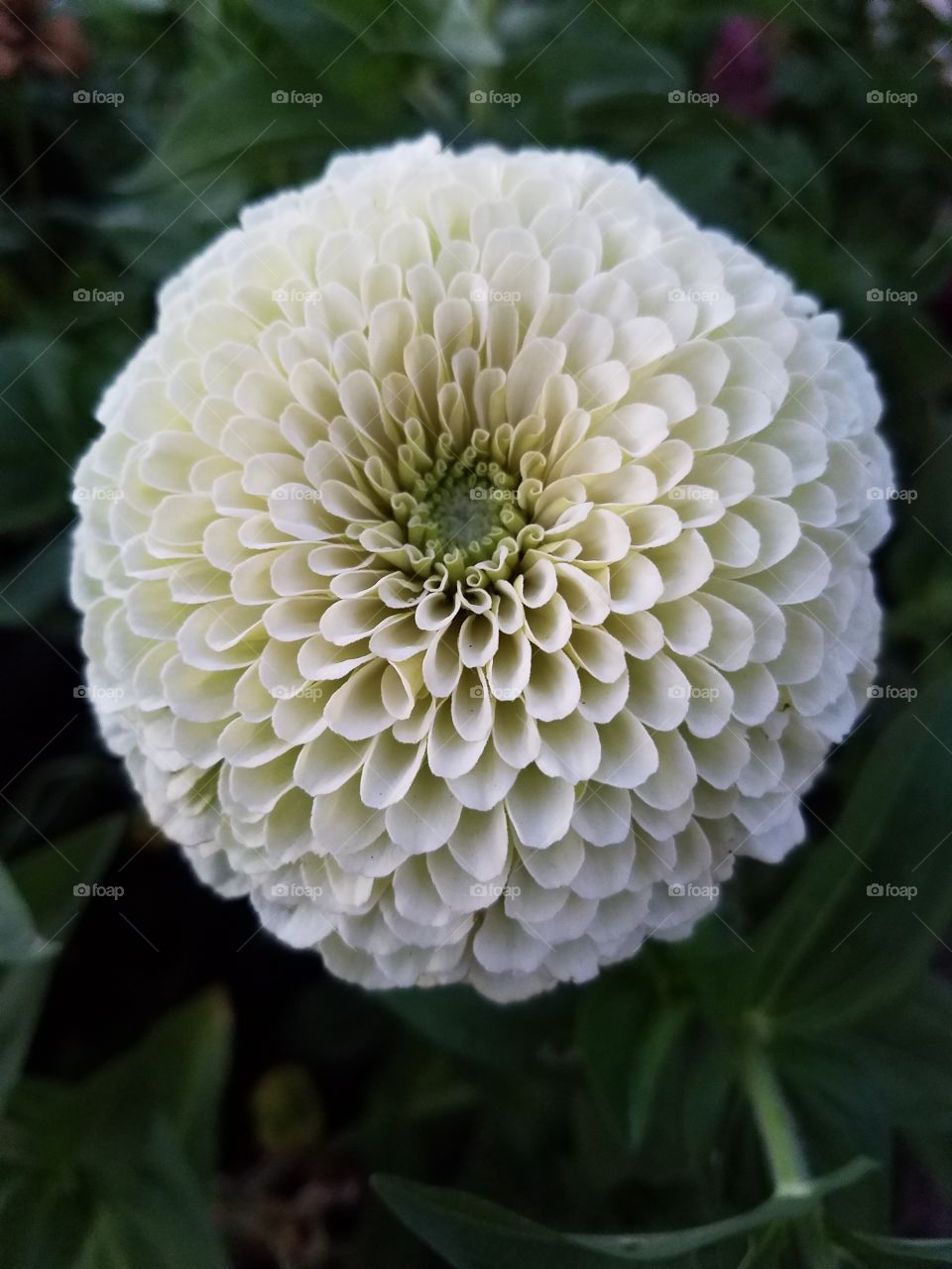 White Pompom