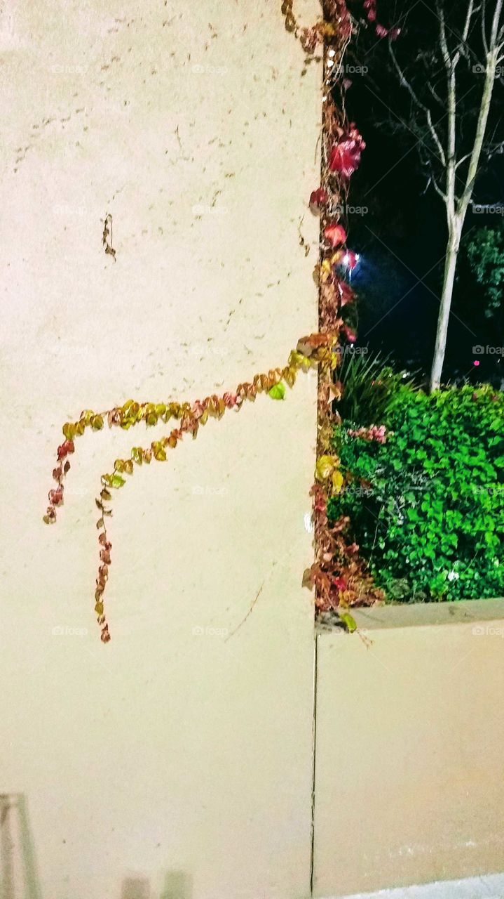 New tendril of vine creeping across an exterior wall at a local mall (La Mesa, CA)