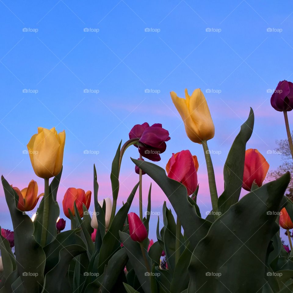 Spring Tulips at Sunset