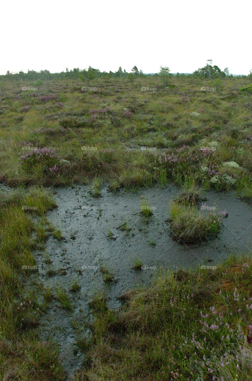 Bog on the marshlands.