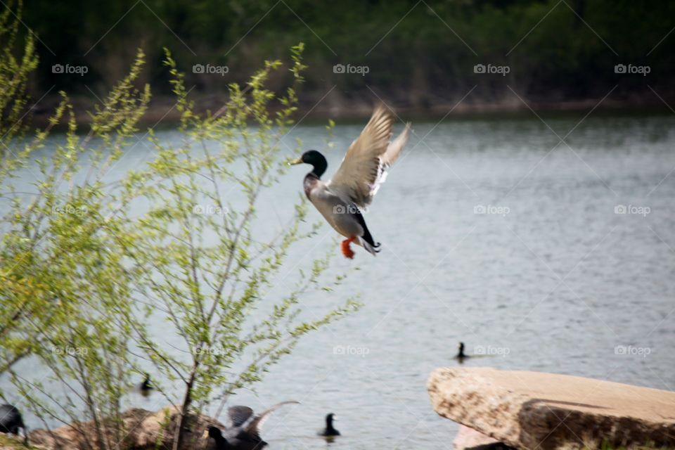 Floating in the Air Duck