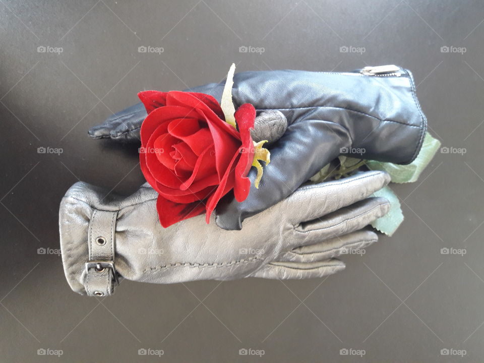 Red rose in two gloves