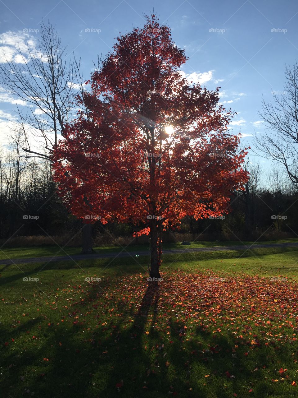 Fall makes death seem to beautiful. Sun peaking thru the trees 