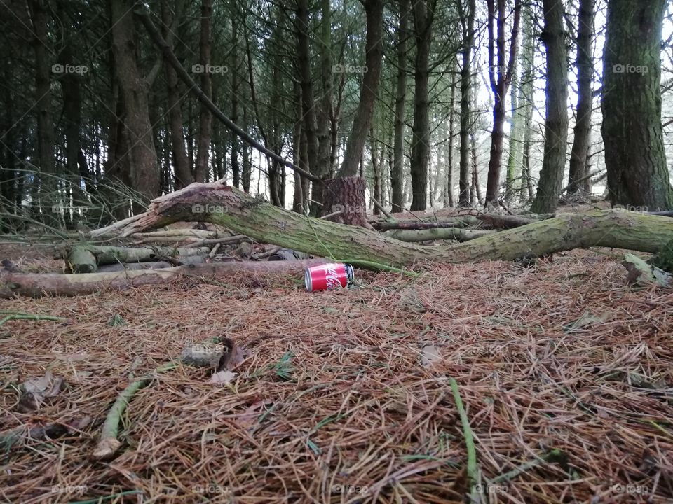 red Coke can lying in the woods next to an old tree trunk