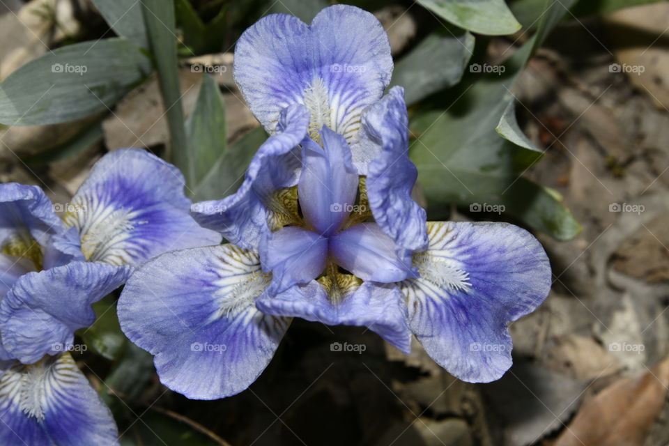 Jardín botánico, Madrid