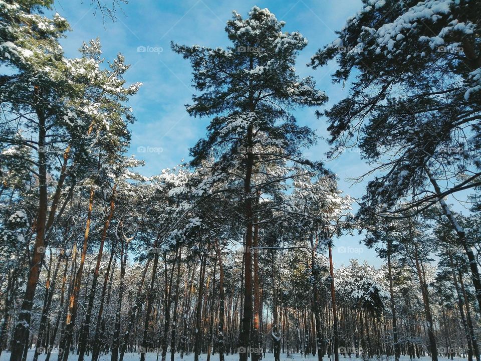 Low angle view of snowy trees in forest during winter