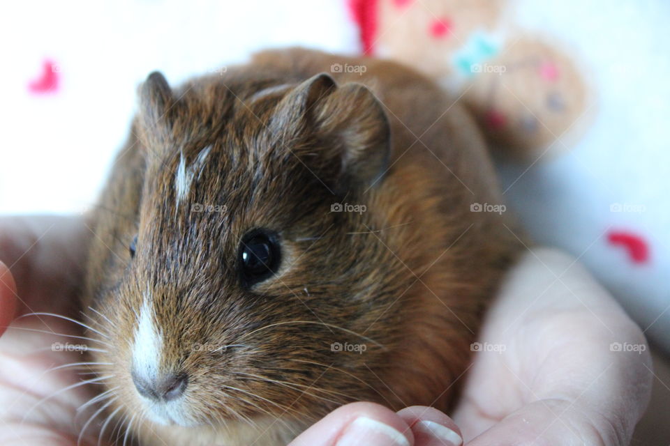 Guinea pig