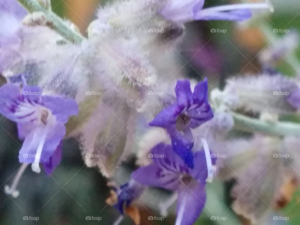 Russian Sage Blossoms