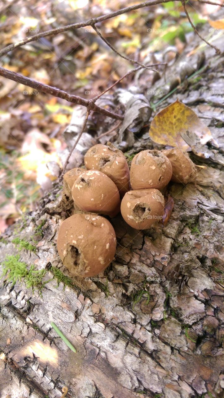 Puff Mushrooms