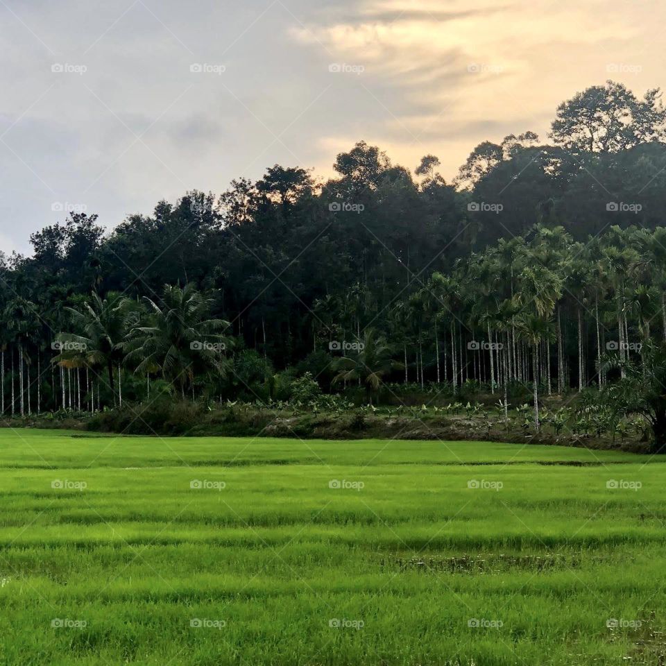 Brilliant green paddy field 