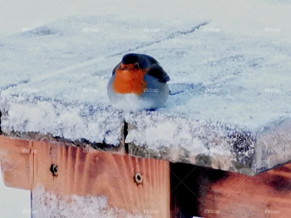 Robin in the snow