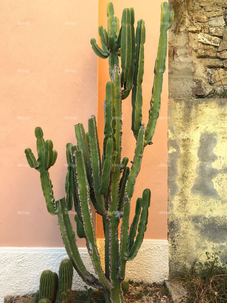 Cactus