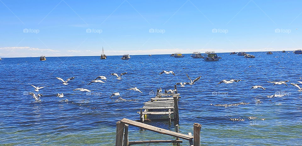 birds on lake Titicaca Bolivia