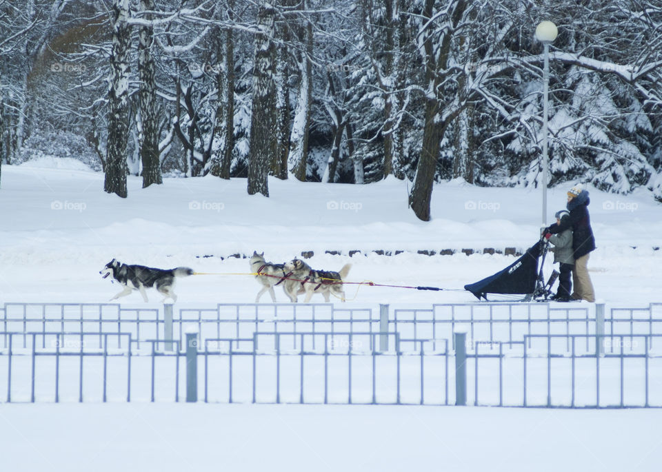 winter fun in the snow. the winter vacation.