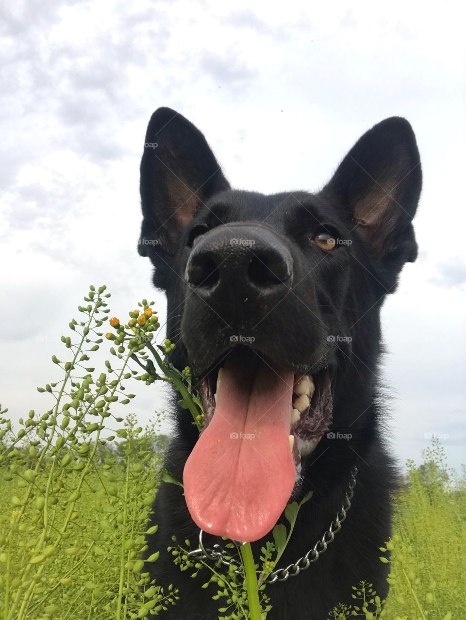 Black German Shepherd dog