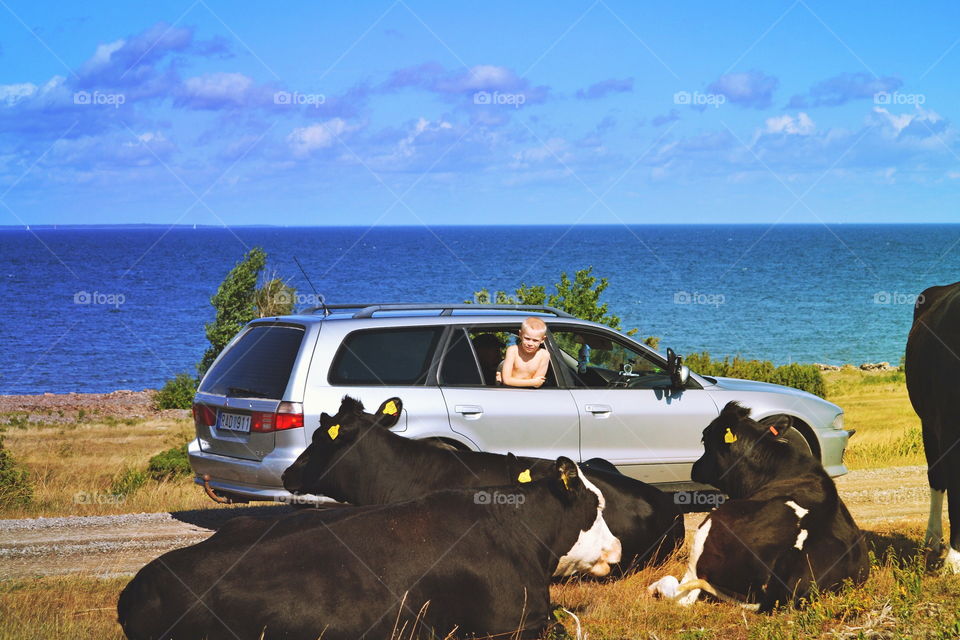 No Person, Vehicle, Landscape, Mammal, Water