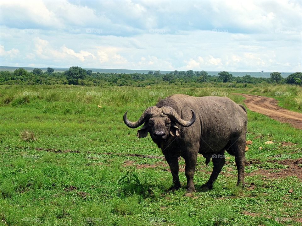 African buffalo