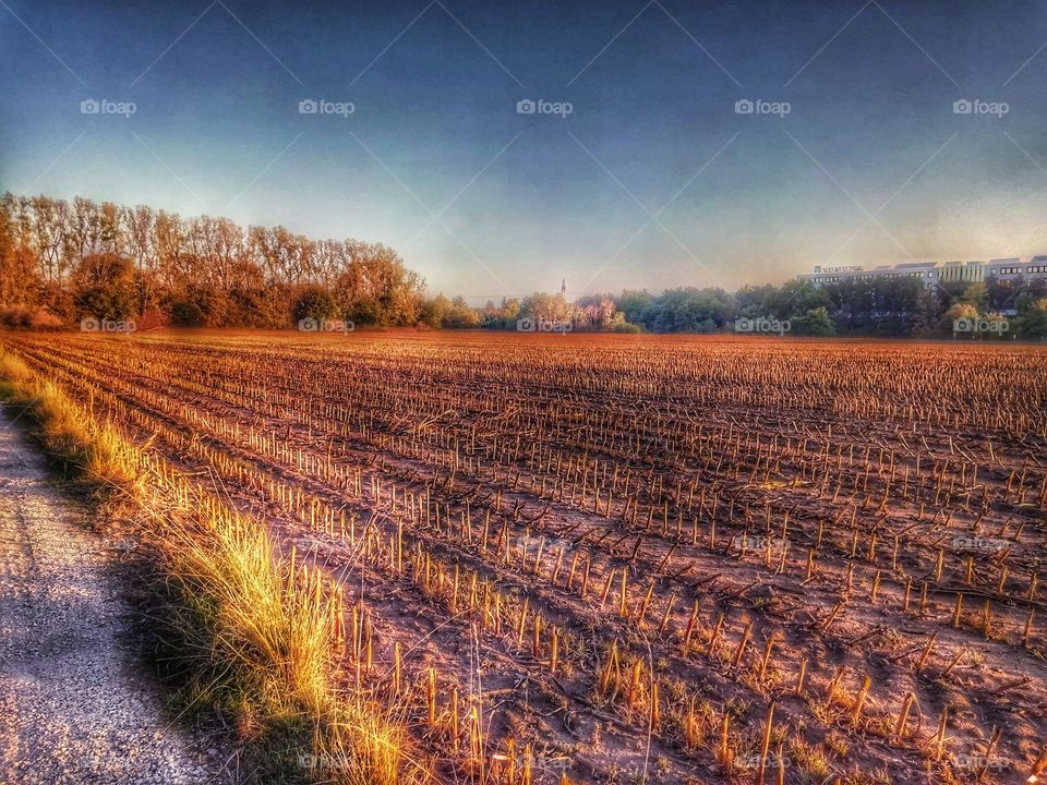 Corn Field in autumn