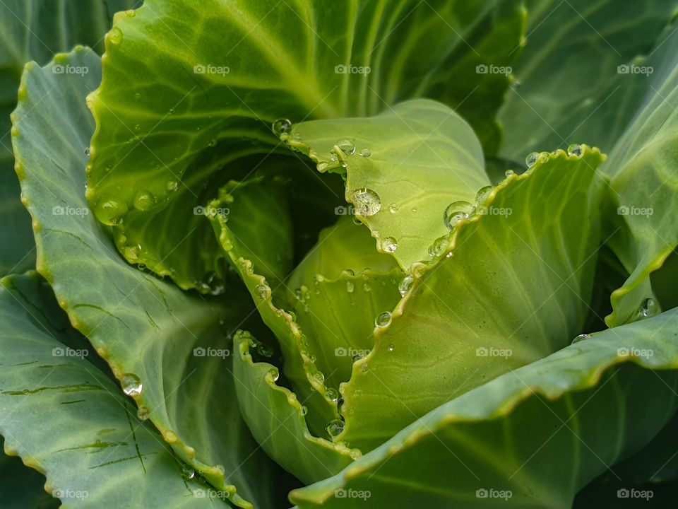 vegetables grown at home