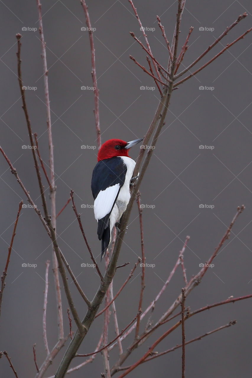 red-headed  woodpecker