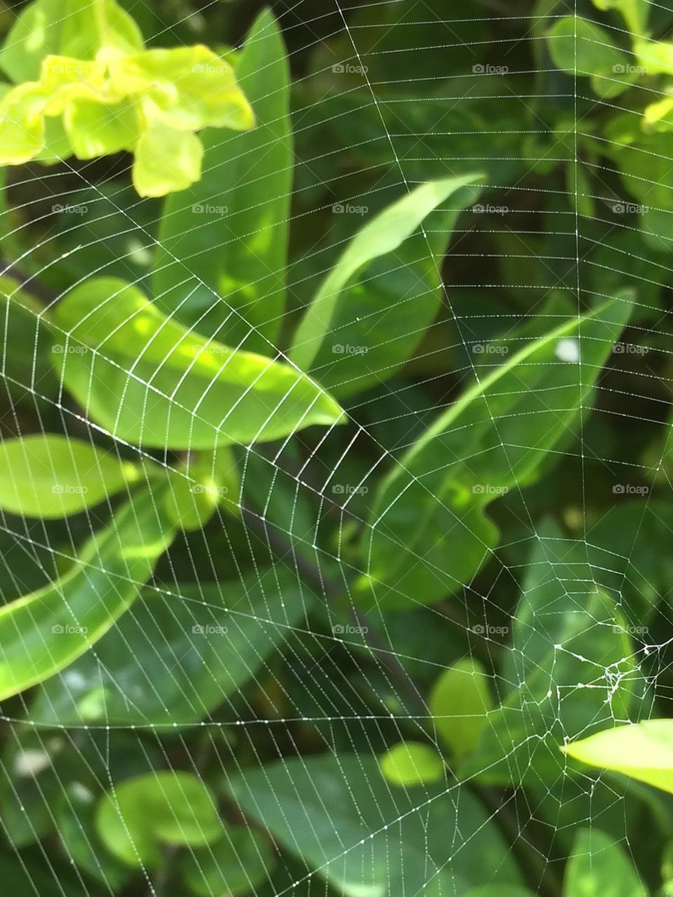 Spiderweb and green leafs 