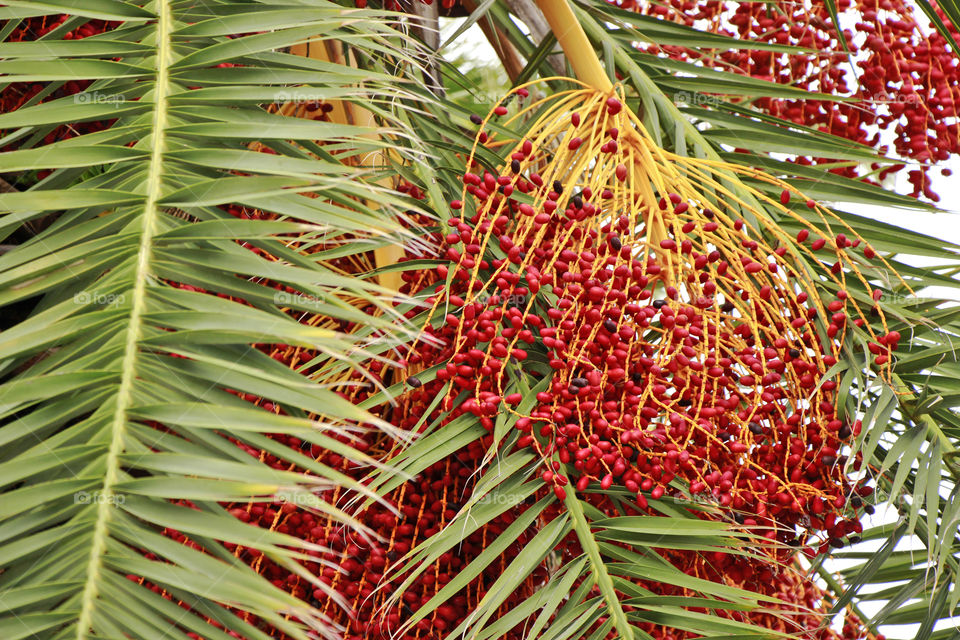 Fruit of the palm tree