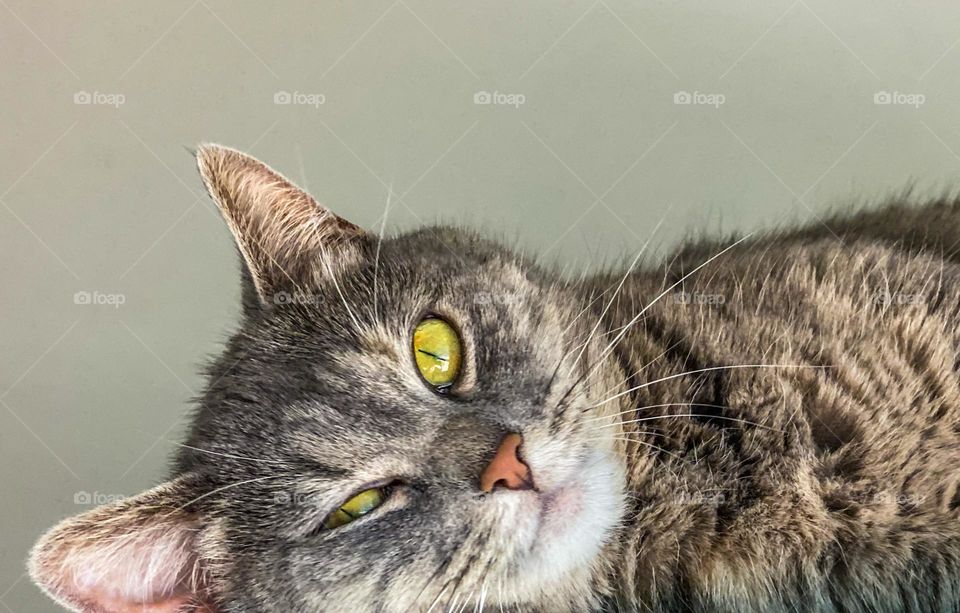 Tabby kitty cat lying down