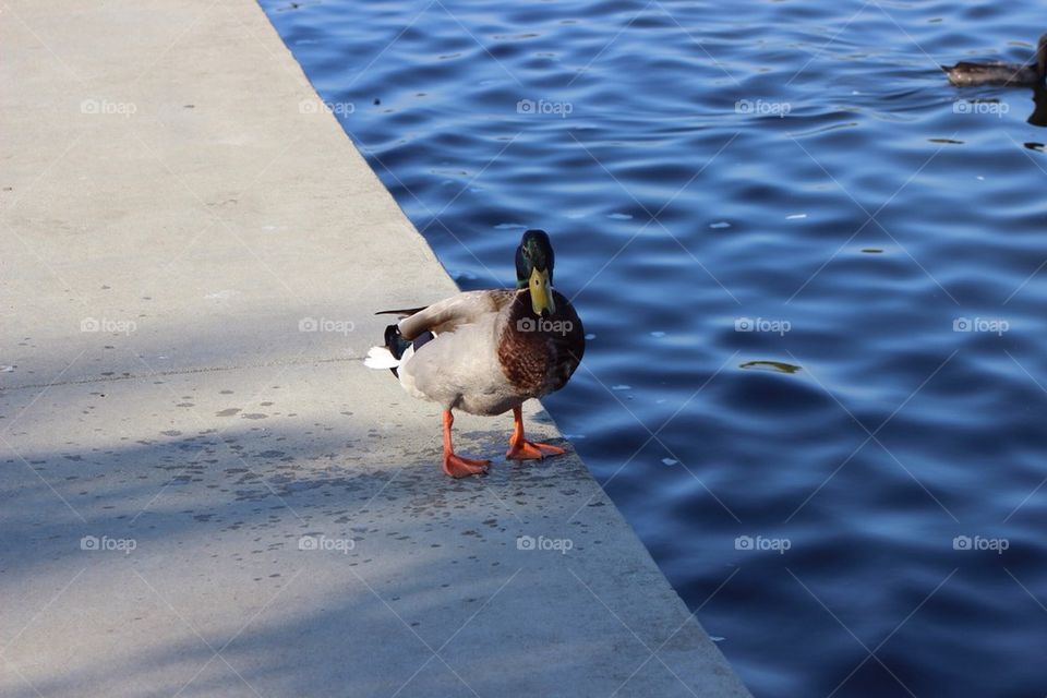 Sidewalk Duck