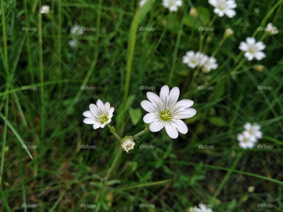 Rabelera holostea, known as greater stitchwort, greater starwort, and addersmeat, is a perennial herbaceous flowering plant in the family Caryophyllaceae