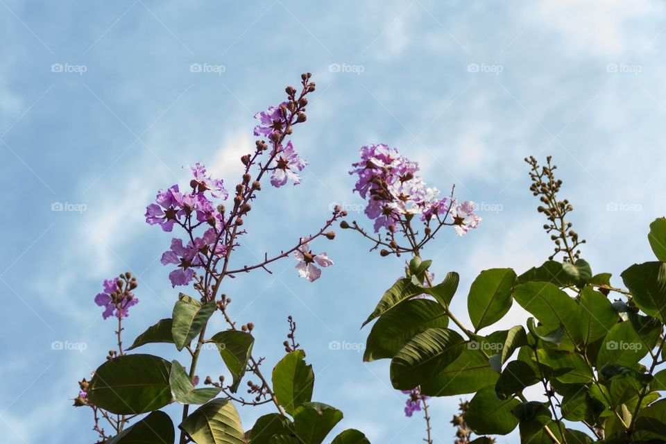 Flowers touching the sky