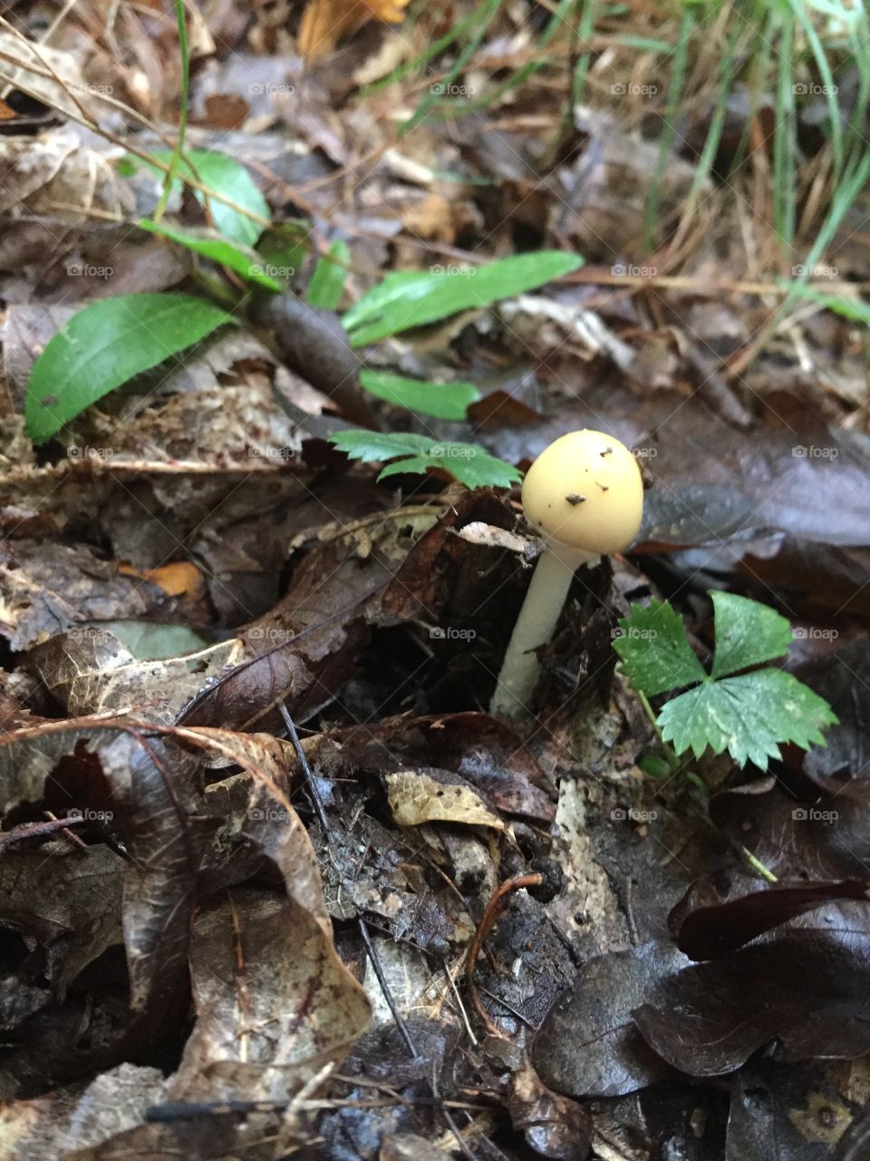 Tiny mushroom