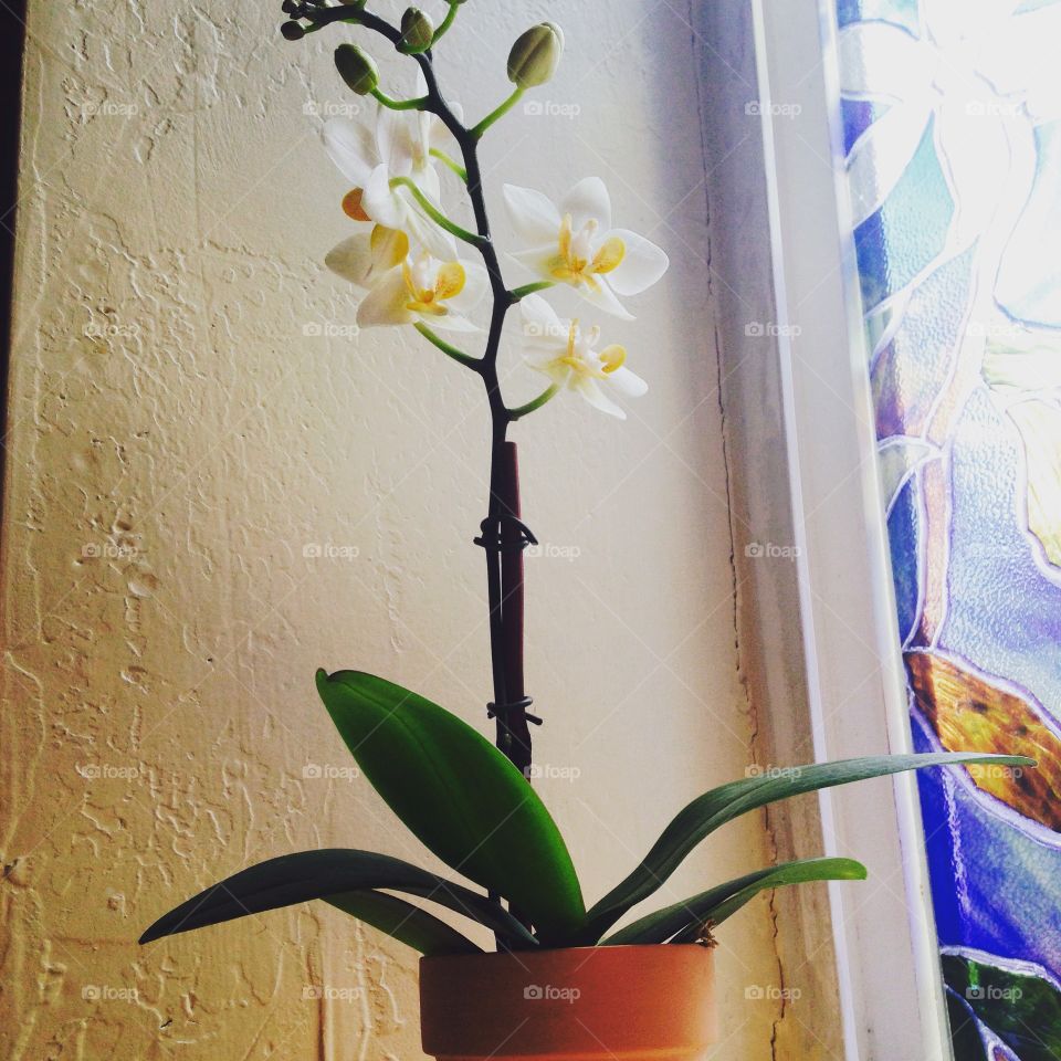 Orchid. Baby 