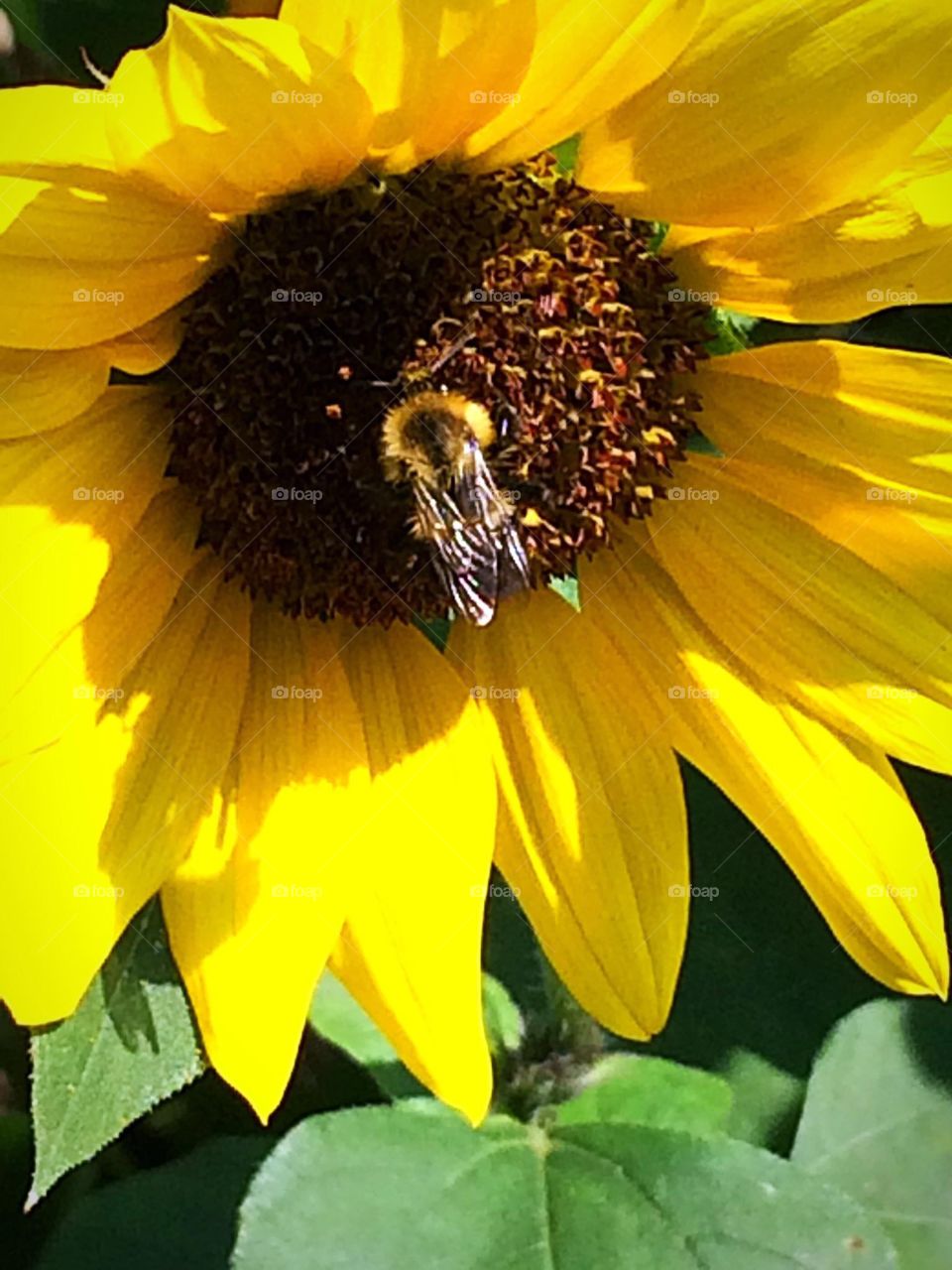 Bee on a sunflower 