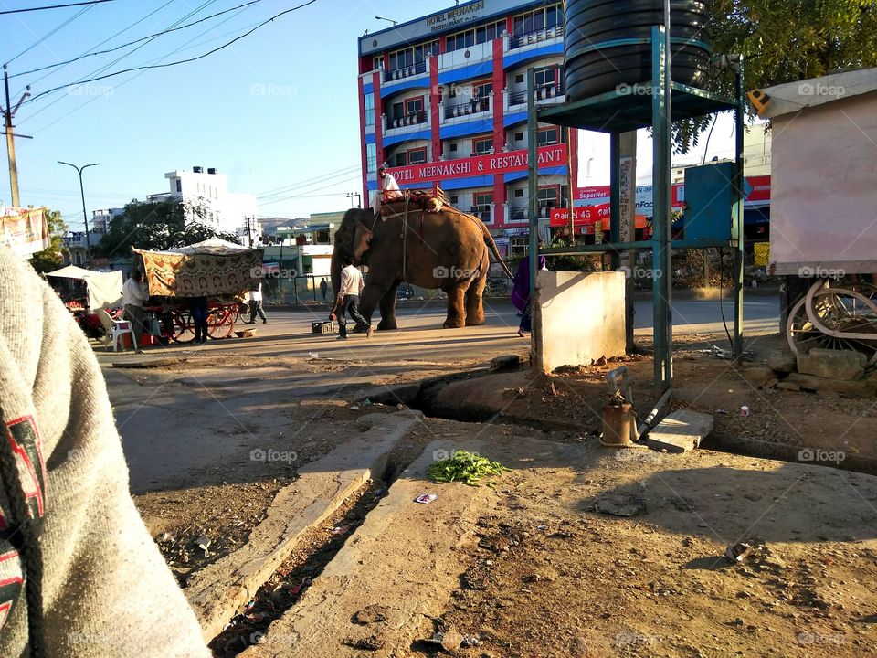 elephant in udaipur market...