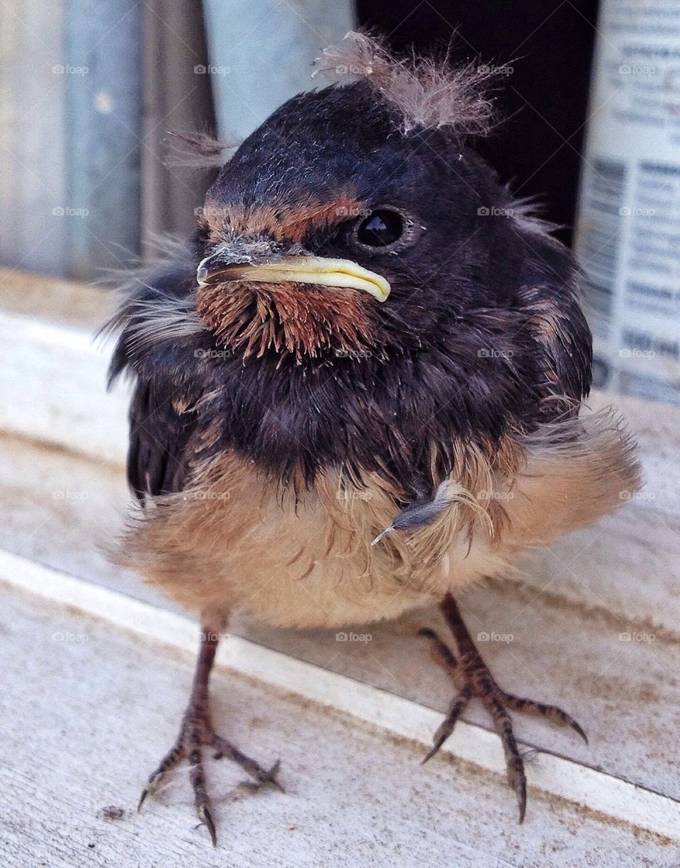 Baby swallow bird