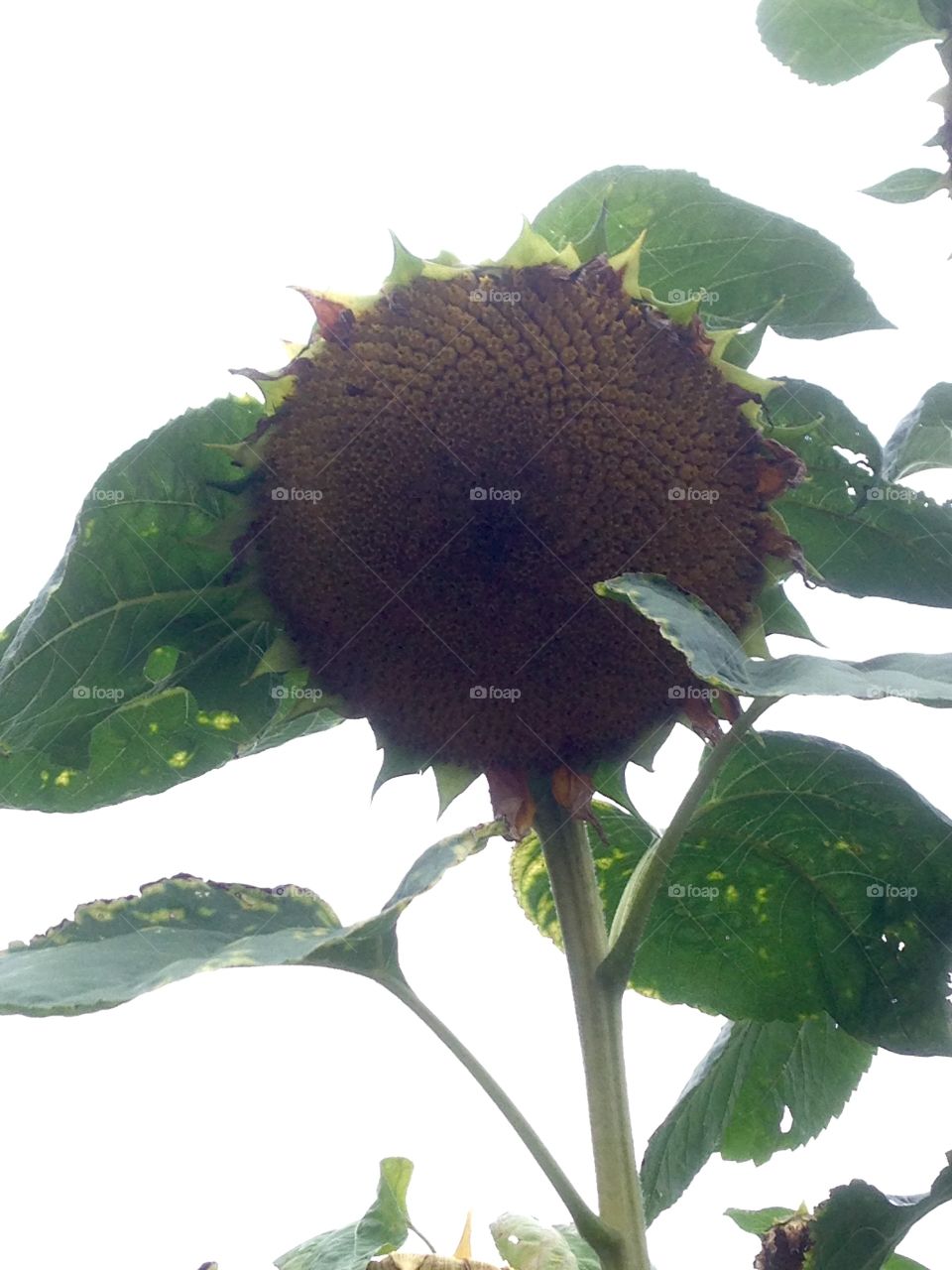 Sunflower standing tall