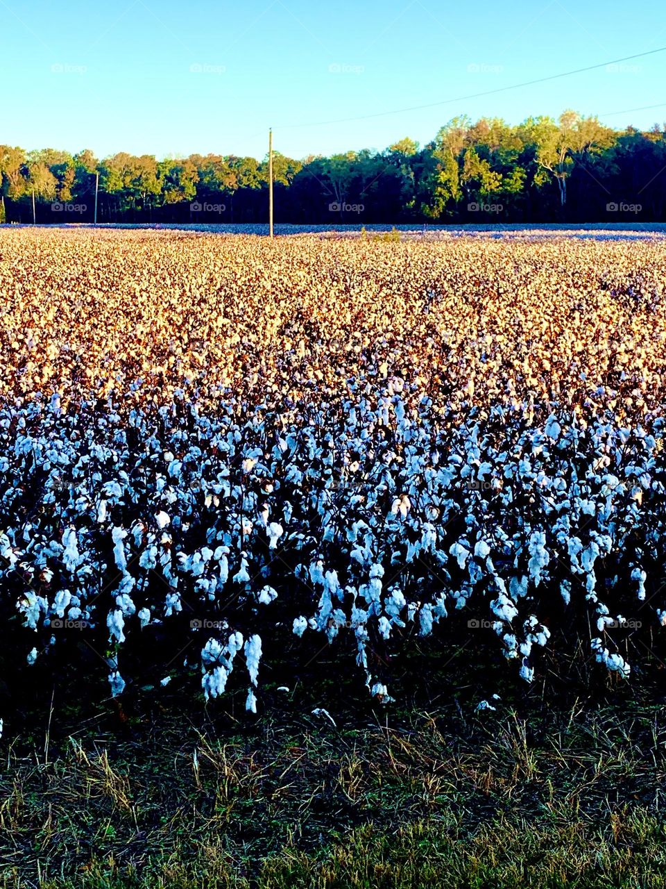 Cotton fields 