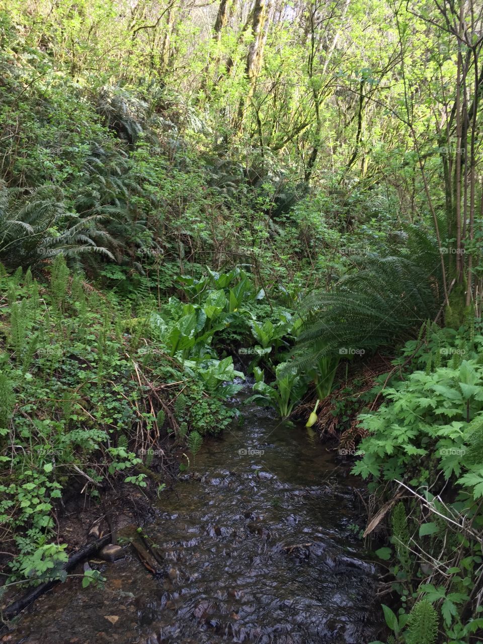 Little forest creek