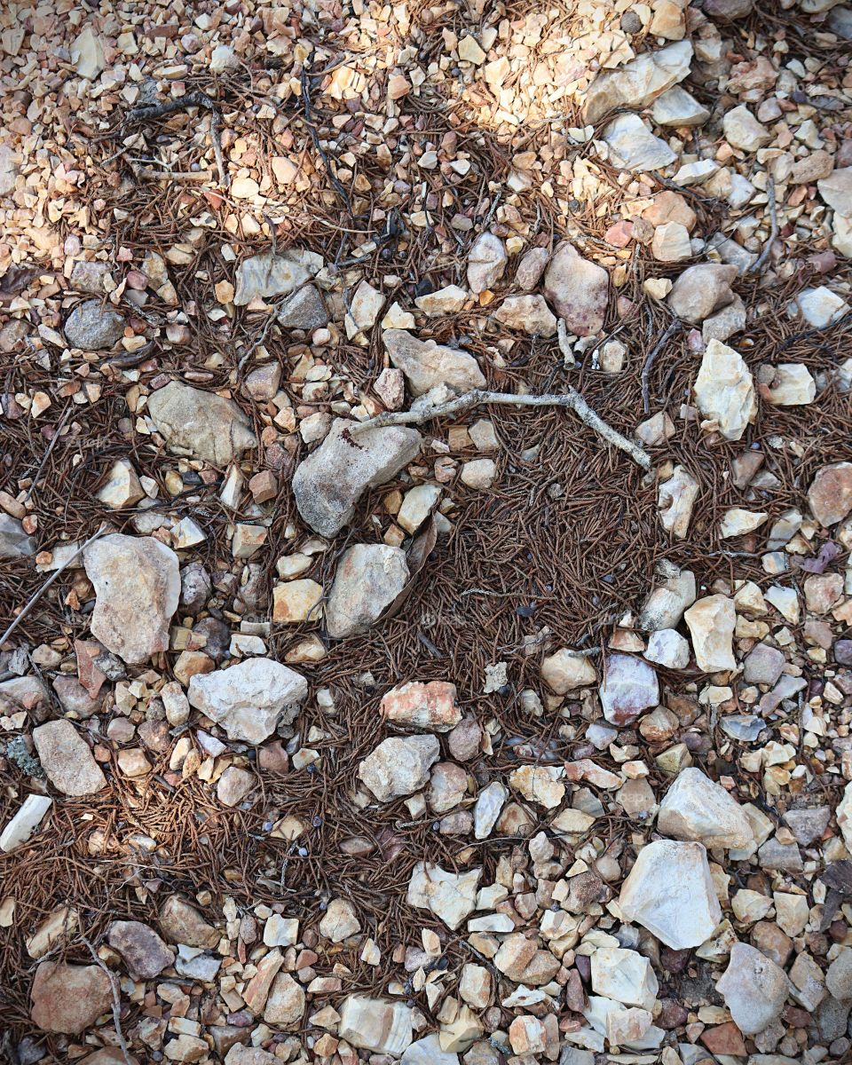 Rock path covered with cedar.