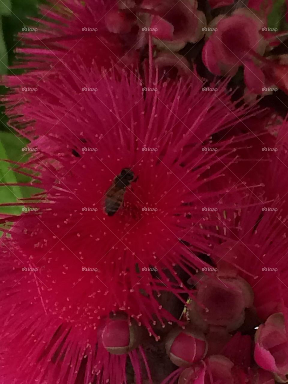 Otaheite Apple Blossoms 