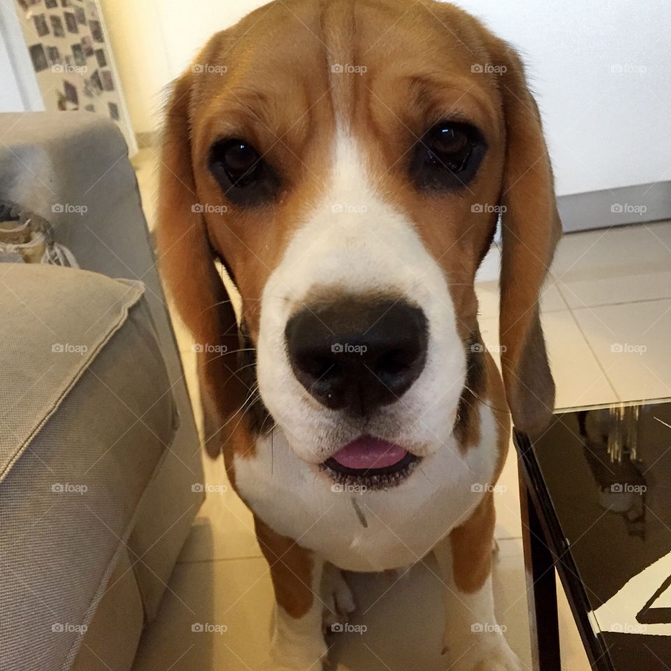 Lucas the beagle
