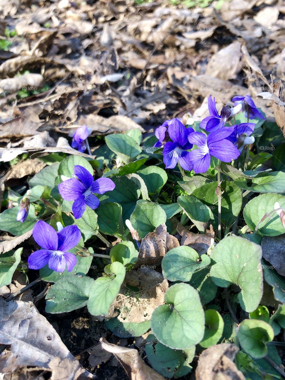 Violets in woods 