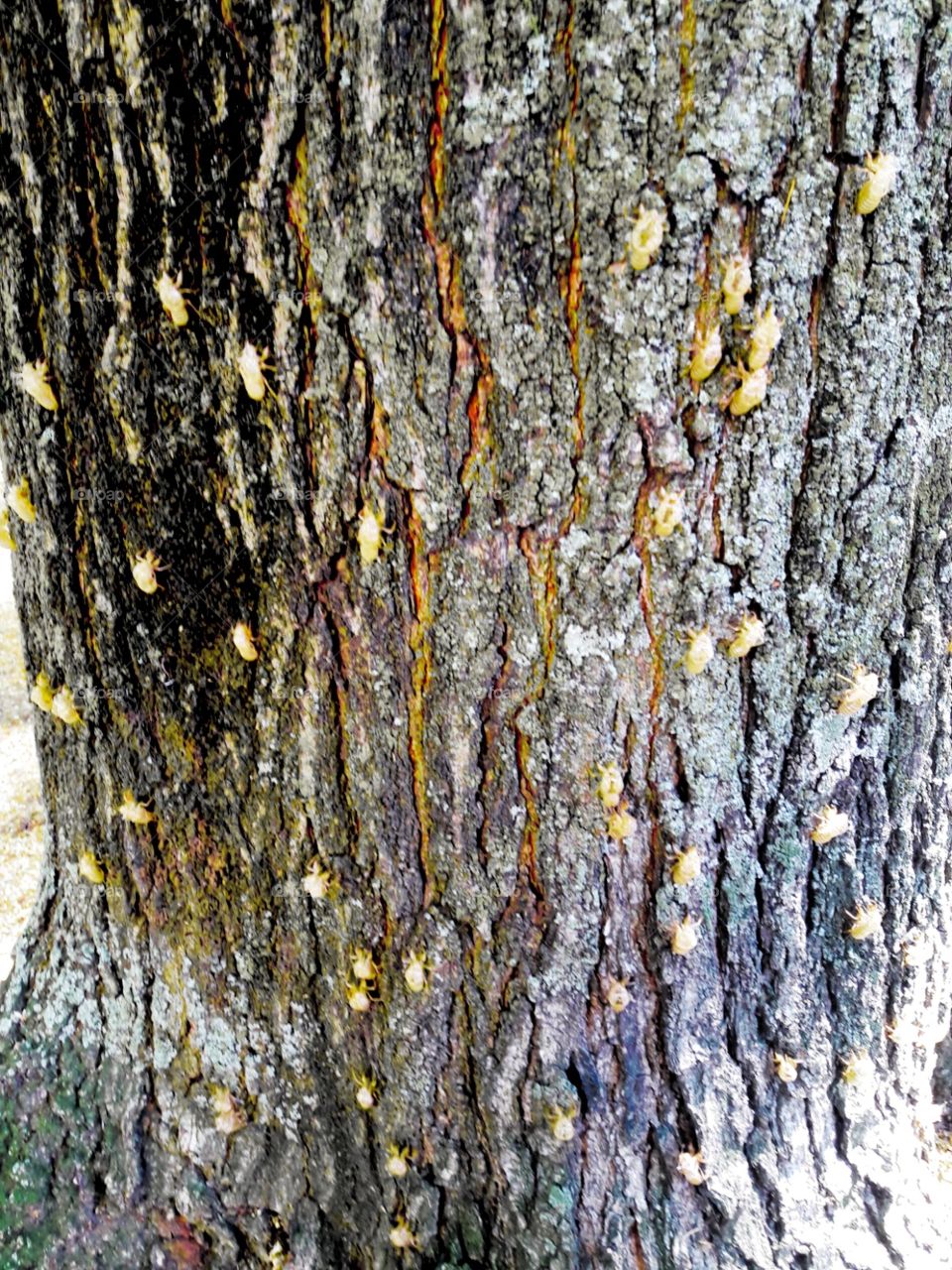 tree and insect skin