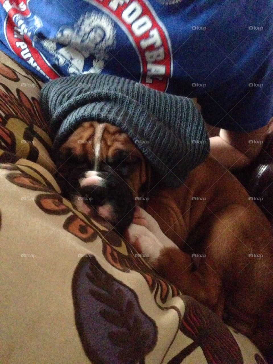 Boxer with beanie
