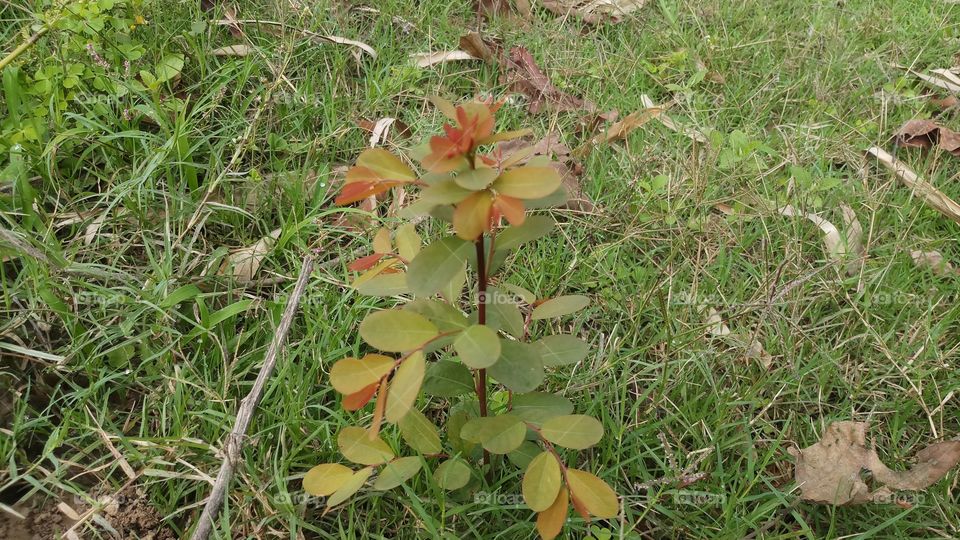 New plant with beautiful leaves in spring time.